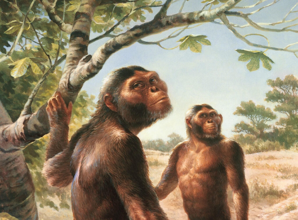 Це художня реконструкція Australopithecus afarensis – одного з предків сучасної людини, який жив приблизно 3-4 мільйони років тому в Східній Африці.